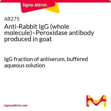 IgG anti-conejo (molécula completa)-Peroxidasa antibody produced in goat IgG fraction of antiserum, buffered aqueous solution