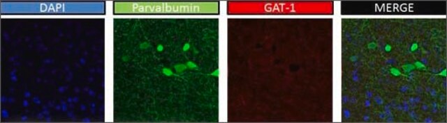 Anti-SLC6A1 antibody produced in rabbit affinity isolated antibody