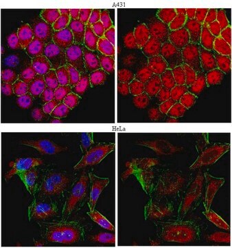 Anti-HDAC4 Antibody serum, from rabbit