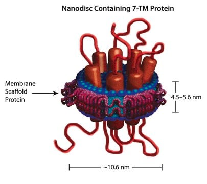 膜支架蛋白 1E3D1 recombinant, expressed in E. coli