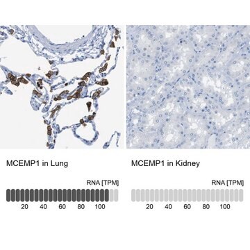 Anti-MCEMP1 antibody produced in rabbit Prestige Antibodies&#174; Powered by Atlas Antibodies, affinity isolated antibody, buffered aqueous glycerol solution