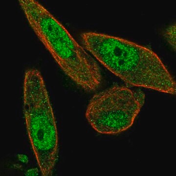 Anti-NAIF1 antibody produced in rabbit Prestige Antibodies&#174; Powered by Atlas Antibodies, affinity isolated antibody