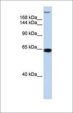 Anti-TNRC6A antibody produced in rabbit affinity isolated antibody