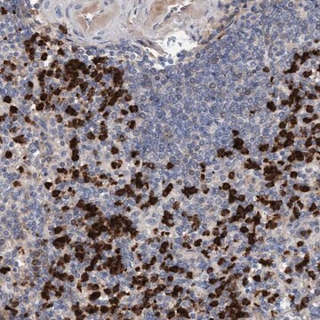 Anti-MMP8 antibody produced in rabbit Prestige Antibodies&#174; Powered by Atlas Antibodies, affinity isolated antibody, buffered aqueous glycerol solution, Ab1