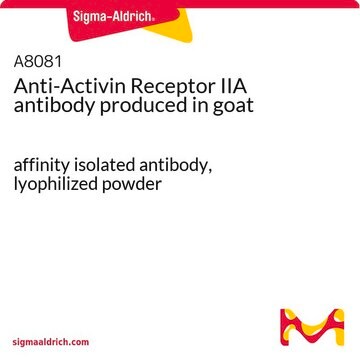 Anti-Activin Receptor IIA antibody produced in goat affinity isolated antibody, lyophilized powder