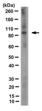 Anti-CIP2A Antibody, clone 6G8-G1 clone 6G8-G1, from mouse