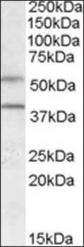 Anti-GPR81 antibody produced in goat affinity isolated antibody, buffered aqueous solution