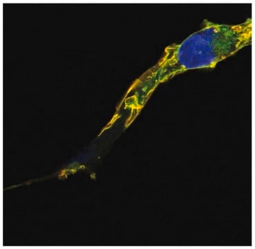 Monoclonal Anti-RRAS2 antibody produced in mouse clone EM-50