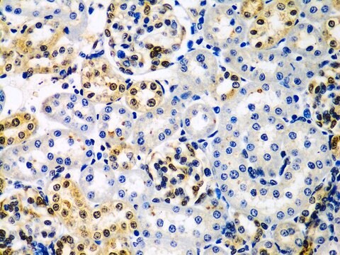 Anti-HDAC2 antibody produced in rabbit