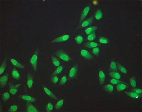 Anti-RbAp48 antibody produced in rabbit affinity isolated antibody, buffered aqueous solution