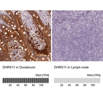 Anti-DHRS11 antibody produced in rabbit Prestige Antibodies&#174; Powered by Atlas Antibodies, affinity isolated antibody, buffered aqueous glycerol solution