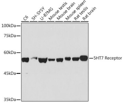 Anti-5HT7 Receptor Antibody, clone 4E6D2, Rabbit Monoclonal