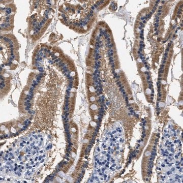 Anti-HS3ST2 antibody produced in rabbit Prestige Antibodies&#174; Powered by Atlas Antibodies, affinity isolated antibody, buffered aqueous glycerol solution