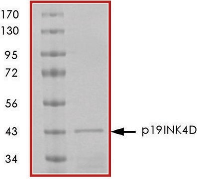 p19INK4D, GST tagged human recombinant, expressed in E. coli, &#8805;70% (SDS-PAGE), buffered aqueous glycerol solution