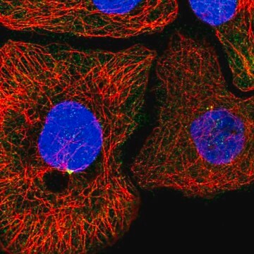 Anti-KIF6 antibody produced in rabbit Prestige Antibodies&#174; Powered by Atlas Antibodies, affinity isolated antibody