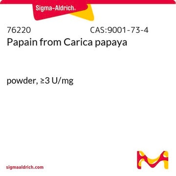 Papain from Carica papaya powder, &#8805;3&#160;U/mg