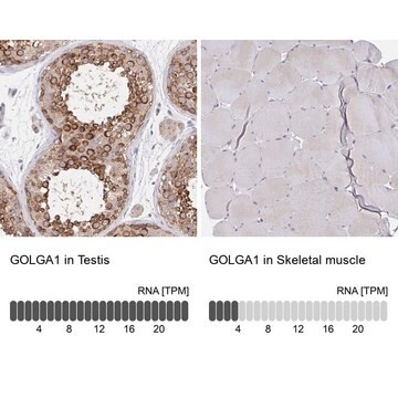 Anti-GOLGA1 antibody produced in rabbit Prestige Antibodies&#174; Powered by Atlas Antibodies, affinity isolated antibody, buffered aqueous glycerol solution