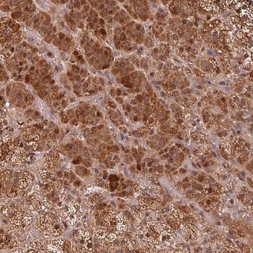 Anti-EID1 antibody produced in rabbit Prestige Antibodies&#174; Powered by Atlas Antibodies, affinity isolated antibody, buffered aqueous glycerol solution