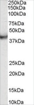 Anti-VPS37C antibody produced in goat affinity isolated antibody, buffered aqueous solution