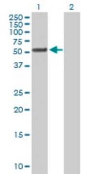 Anti-TTC8 antibody produced in mouse purified immunoglobulin, buffered aqueous solution