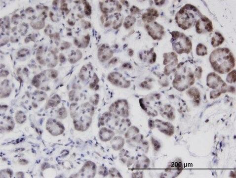 Monoclonal Anti-STK40, (C-terminal) antibody produced in mouse clone 4G3, purified immunoglobulin, buffered aqueous solution