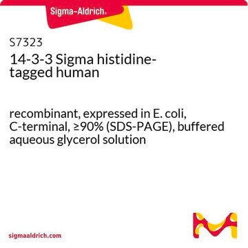 14-3-3 Sigma histidine-tagged human recombinant, expressed in E. coli, C-terminal, &#8805;90% (SDS-PAGE), buffered aqueous glycerol solution