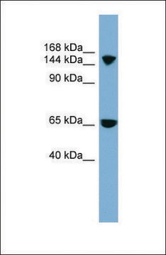 Anti-SLC4A5 antibody produced in rabbit affinity isolated antibody