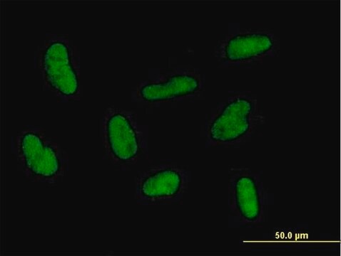 Anti-GTF2H2 antibody produced in mouse purified immunoglobulin, buffered aqueous solution