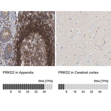 Anti-PRKD2 antibody produced in rabbit Prestige Antibodies&#174; Powered by Atlas Antibodies, affinity isolated antibody, buffered aqueous glycerol solution