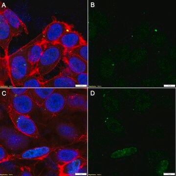 Anti-p-MST1/2 (Thr183/180) Antibody, clone 1C2 ZooMAb&#174; Rabbit Monoclonal recombinant, expressed in HEK 293 cells