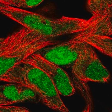 Anti-SLFN11 antibody produced in rabbit Prestige Antibodies&#174; Powered by Atlas Antibodies, affinity isolated antibody