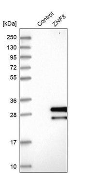 Anti-ZNF8 antibody produced in rabbit Prestige Antibodies&#174; Powered by Atlas Antibodies, affinity isolated antibody, buffered aqueous glycerol solution