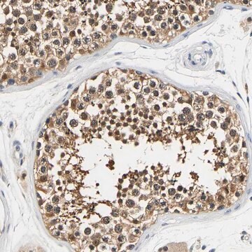 Anti-UCHL3 antibody produced in rabbit Prestige Antibodies&#174; Powered by Atlas Antibodies, affinity isolated antibody, buffered aqueous glycerol solution