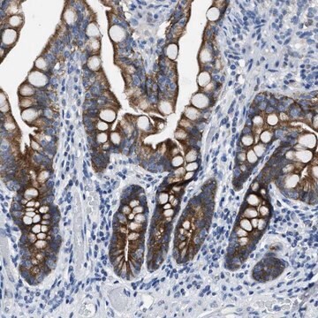 Anti-MRPL39 antibody produced in rabbit Prestige Antibodies&#174; Powered by Atlas Antibodies, affinity isolated antibody, buffered aqueous glycerol solution