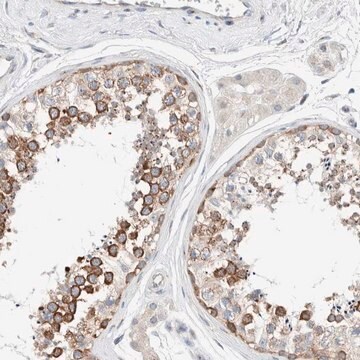 Anti-CASC3 antibody produced in rabbit Prestige Antibodies&#174; Powered by Atlas Antibodies, affinity isolated antibody, buffered aqueous glycerol solution