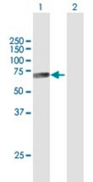 Anti-CTSF antibody produced in mouse purified immunoglobulin, buffered aqueous solution