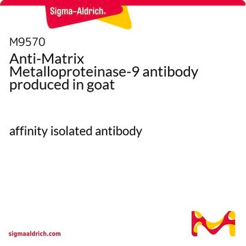 Anti-Matrix Metalloproteinase-9 山羊抗 affinity isolated antibody