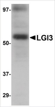 Anti-LGI3 antibody produced in rabbit affinity isolated antibody, buffered aqueous solution