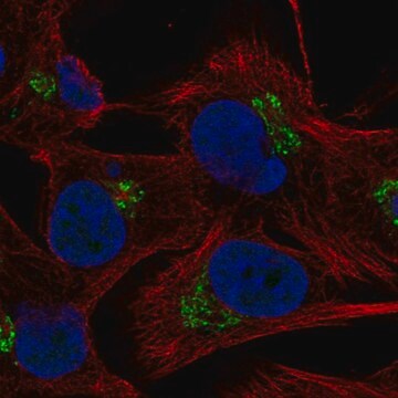 Anti-C5orf15 antibody produced in rabbit Prestige Antibodies&#174; Powered by Atlas Antibodies, affinity isolated antibody