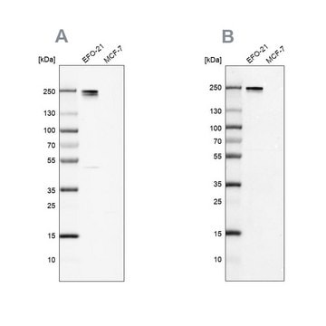 Anti-NID2 antibody produced in rabbit Prestige Antibodies&#174; Powered by Atlas Antibodies, affinity isolated antibody