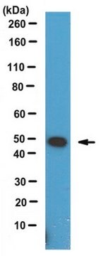 Anti-PABP-2 Antibody serum, from rabbit