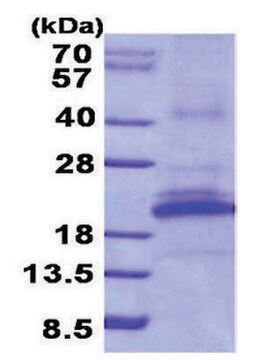 KLRB1 human recombinant, expressed in E. coli, &#8805;85% (SDS-PAGE)