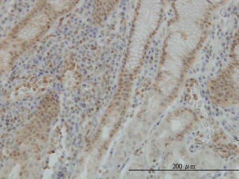 Monoclonal Anti-STK38 antibody produced in mouse clone 3A5, purified immunoglobulin, buffered aqueous solution