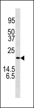 ANTI-LC3 (APG8C) (N-TERM) antibody produced in rabbit IgG fraction of antiserum, buffered aqueous solution