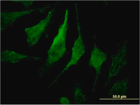 Monoclonal Anti-MTMR14, (N-terminal) antibody produced in mouse clone 3B11, purified immunoglobulin, buffered aqueous solution