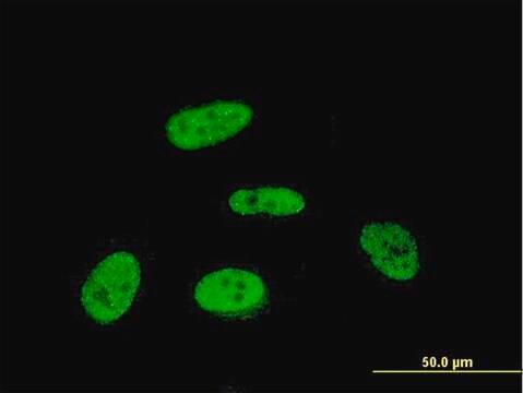 Monoclonal Anti-PRKRIP1 antibody produced in mouse clone M1, purified immunoglobulin, buffered aqueous solution