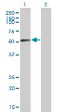 Anti-GALNS antibody produced in mouse purified immunoglobulin, buffered aqueous solution