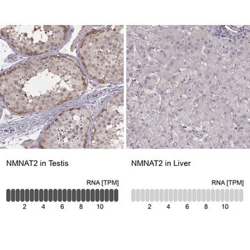 Anti-NMNAT2 Prestige Antibodies&#174; Powered by Atlas Antibodies, affinity isolated antibody