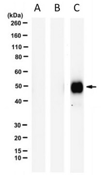 Mouse Anti-Llama IgG3 Antibody