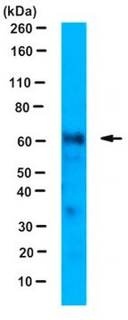 Anti-FANCC Antibody, clone 8F3 clone 8F3, 1&#160;mg/mL, from mouse